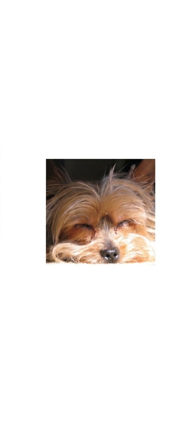 Yorkie Bliss: Pawsitivity Unleashed